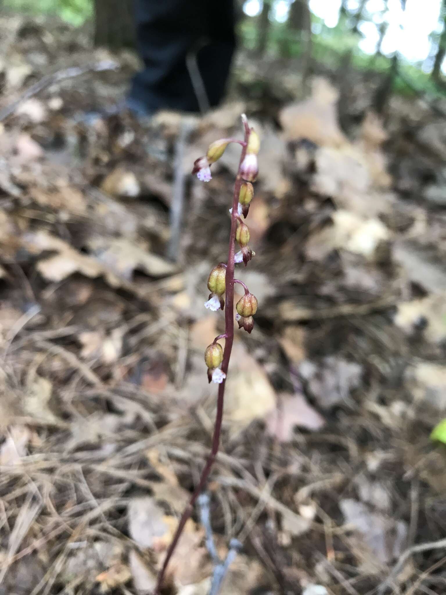 Слика од Corallorhiza odontorhiza var. pringlei (Greenm.) Freudenst.