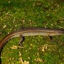 Image of Peters' Tree Skink