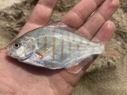 Image of Redtail surfperch