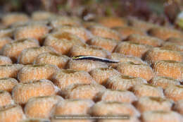 Image of Shark nose goby