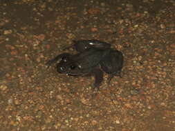 Image of Corsican Painted Frog