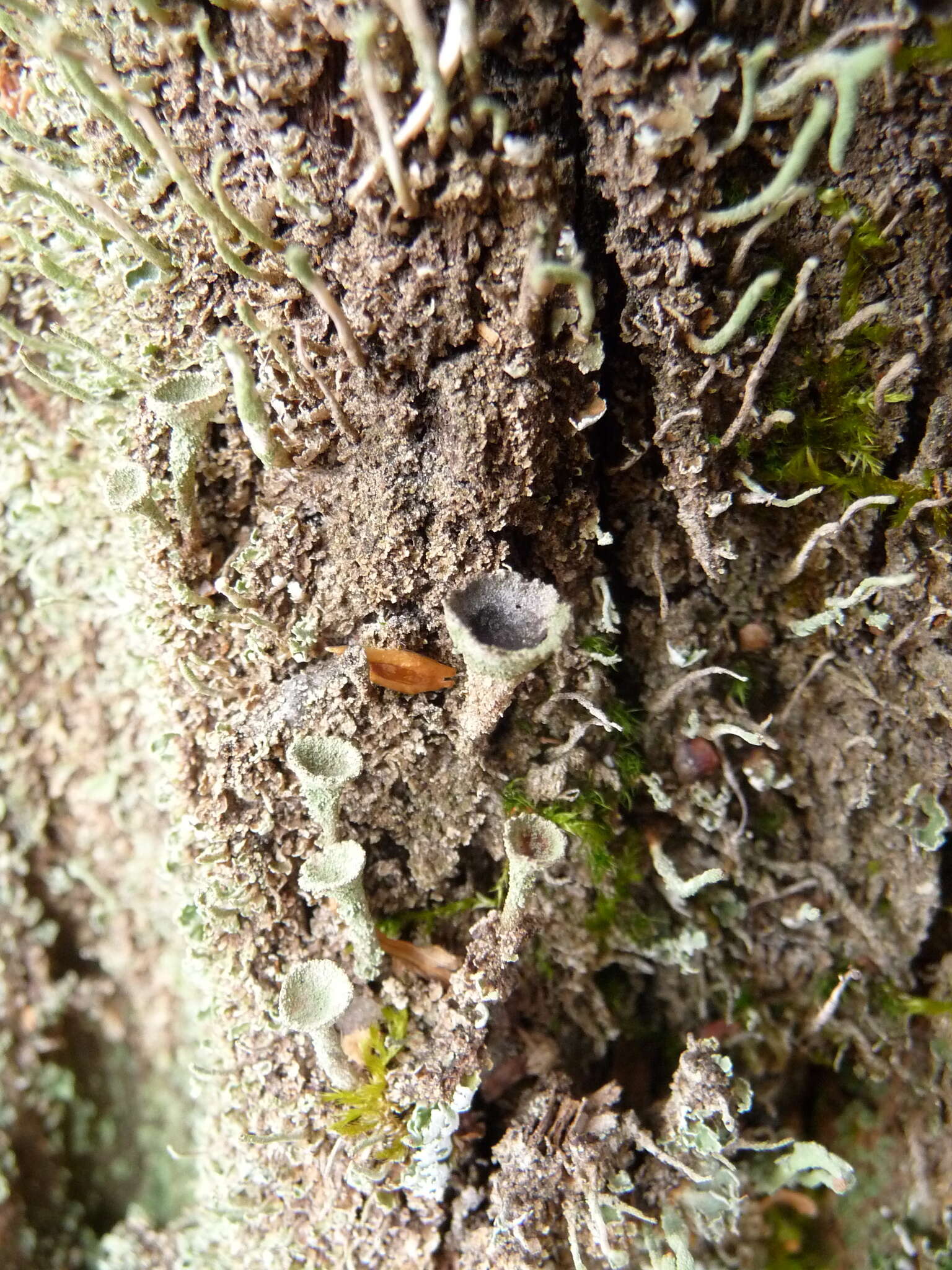 Image of Mealy Pixie-cup Lichen