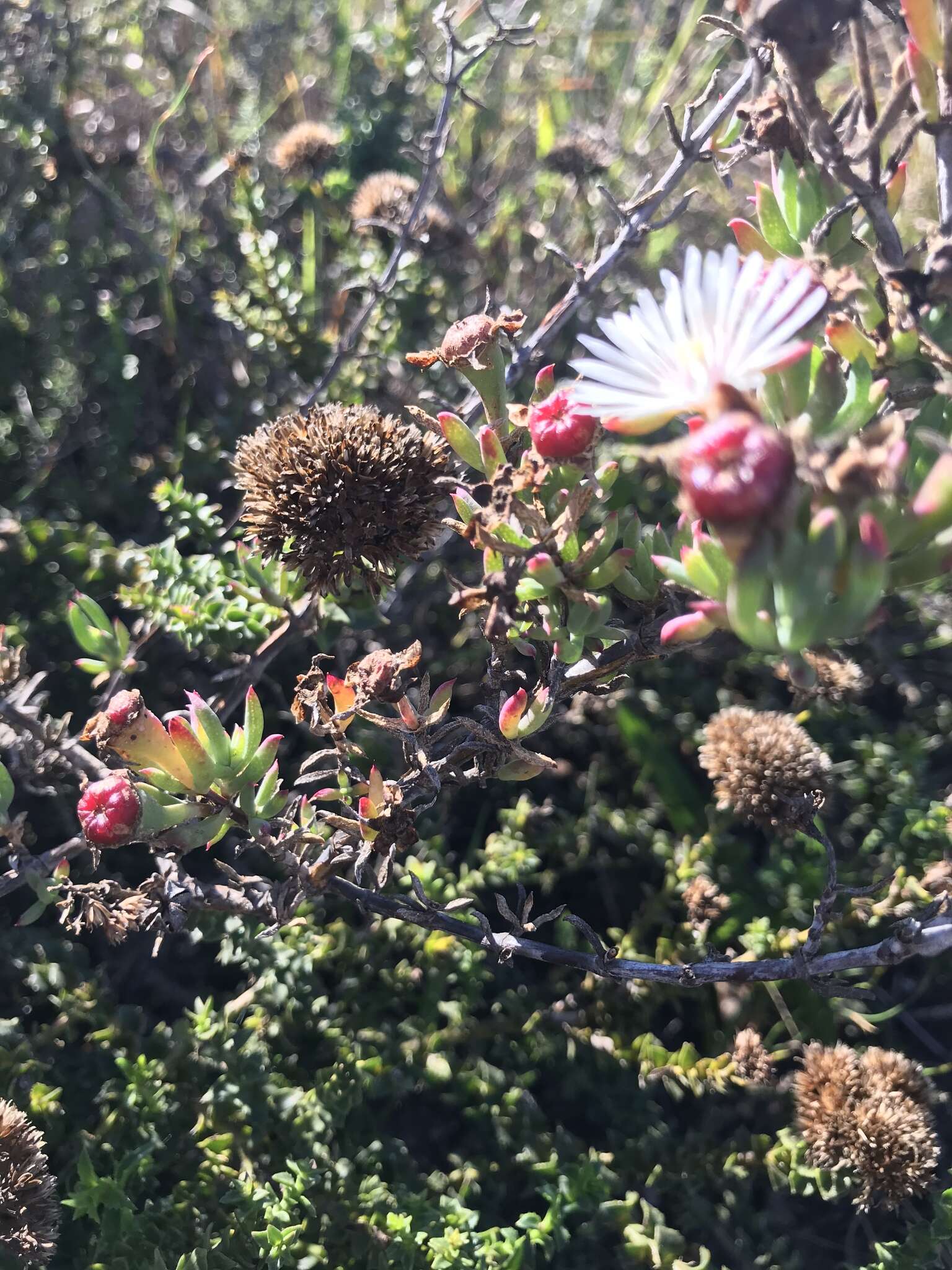 صورة Lampranthus productus (Haw.) N. E. Br.