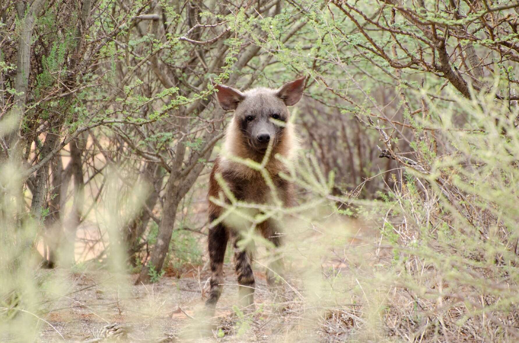 Image of Brown Hyena -- Brown Hyaena