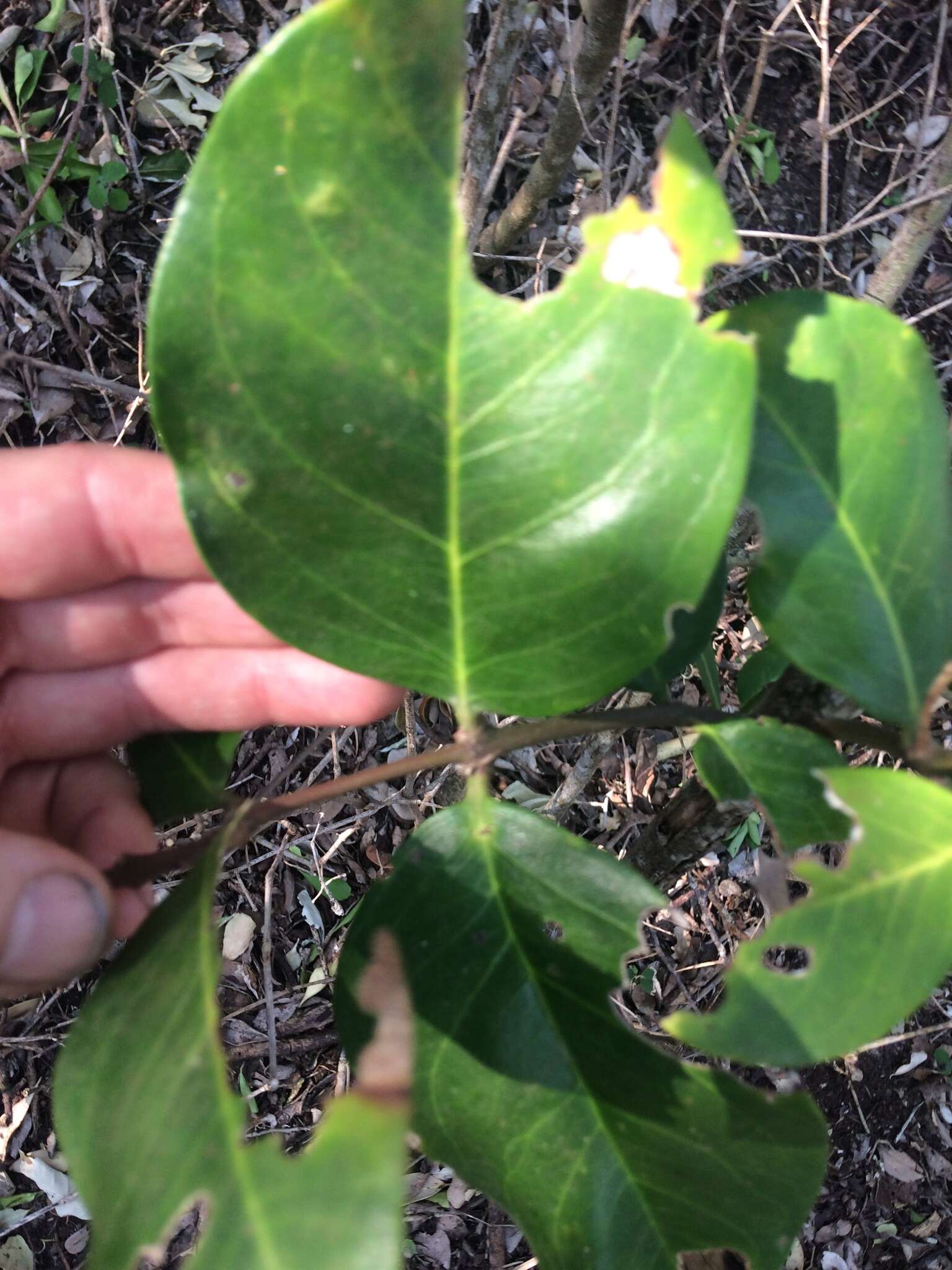 Plancia ëd Acokanthera oppositifolia (Lam.) Codd