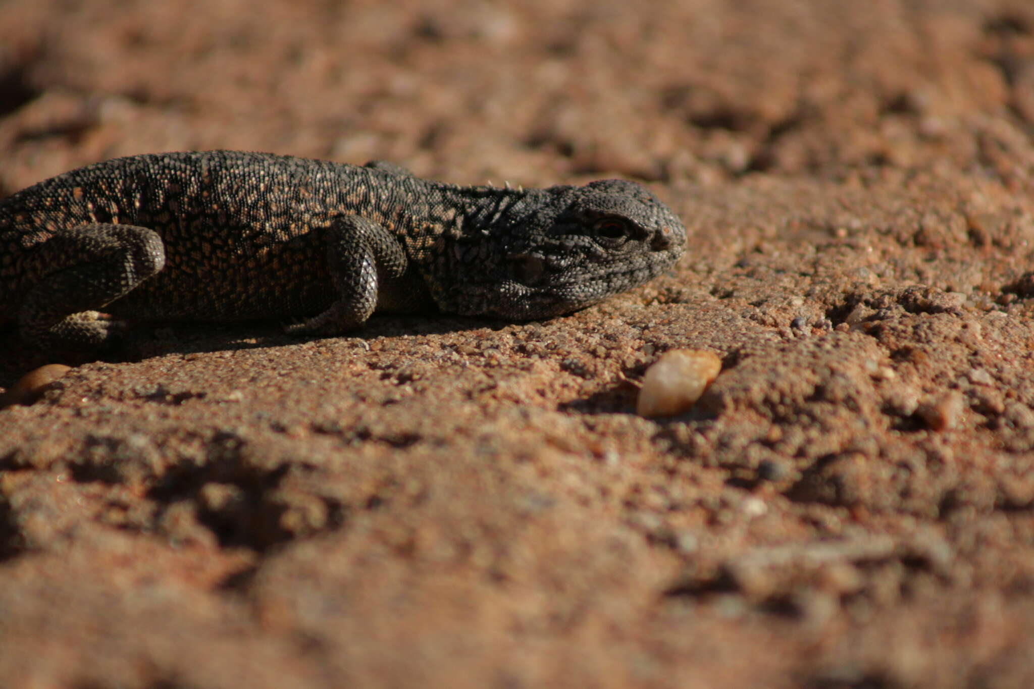 Image of Western netted dragon