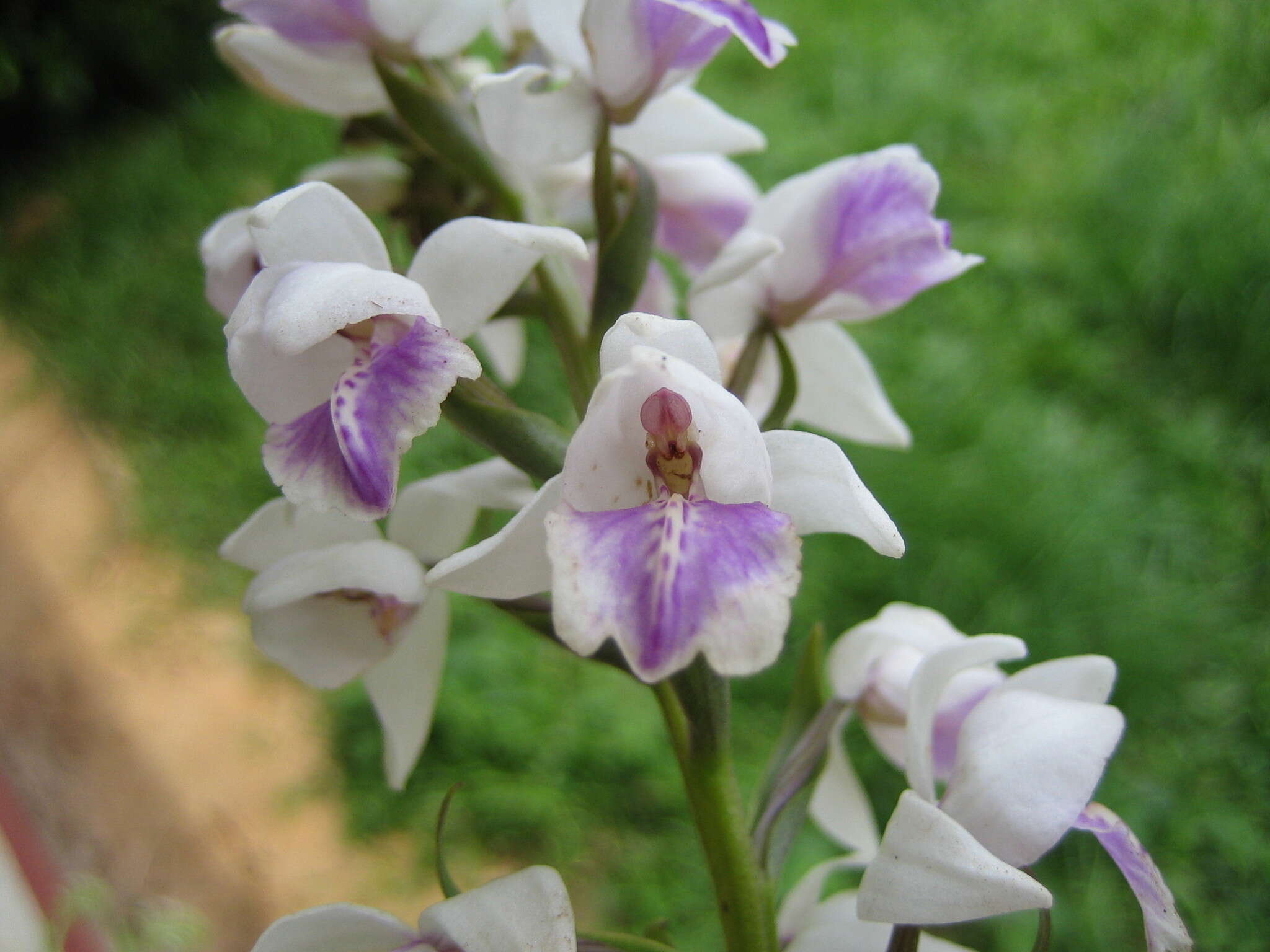 Image de Brachycorythis paucifolia Summerh.