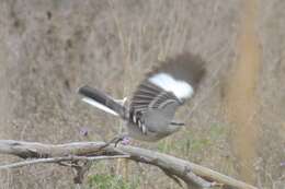 Image of Northern Mockingbird