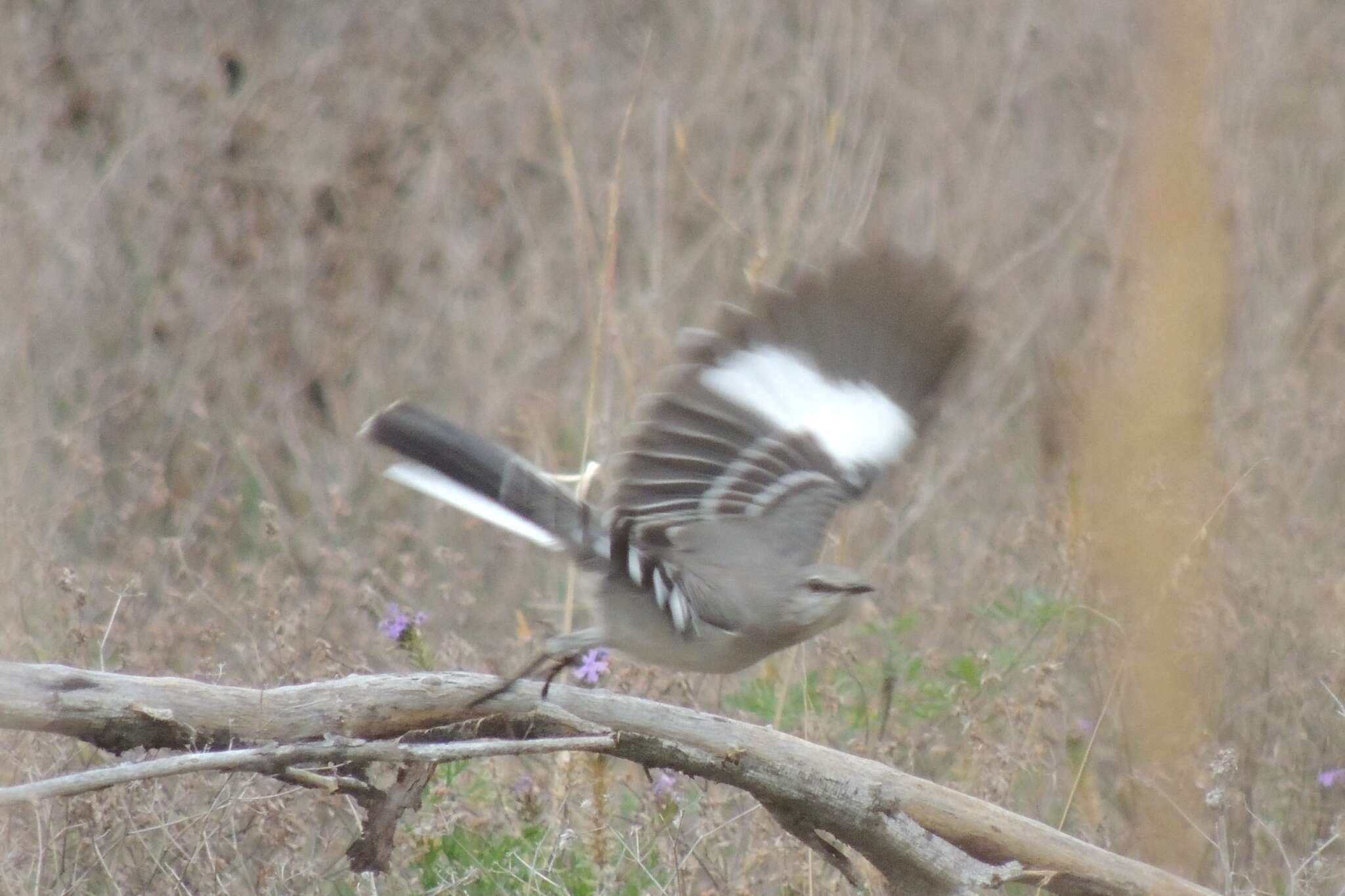 Image of Northern Mockingbird