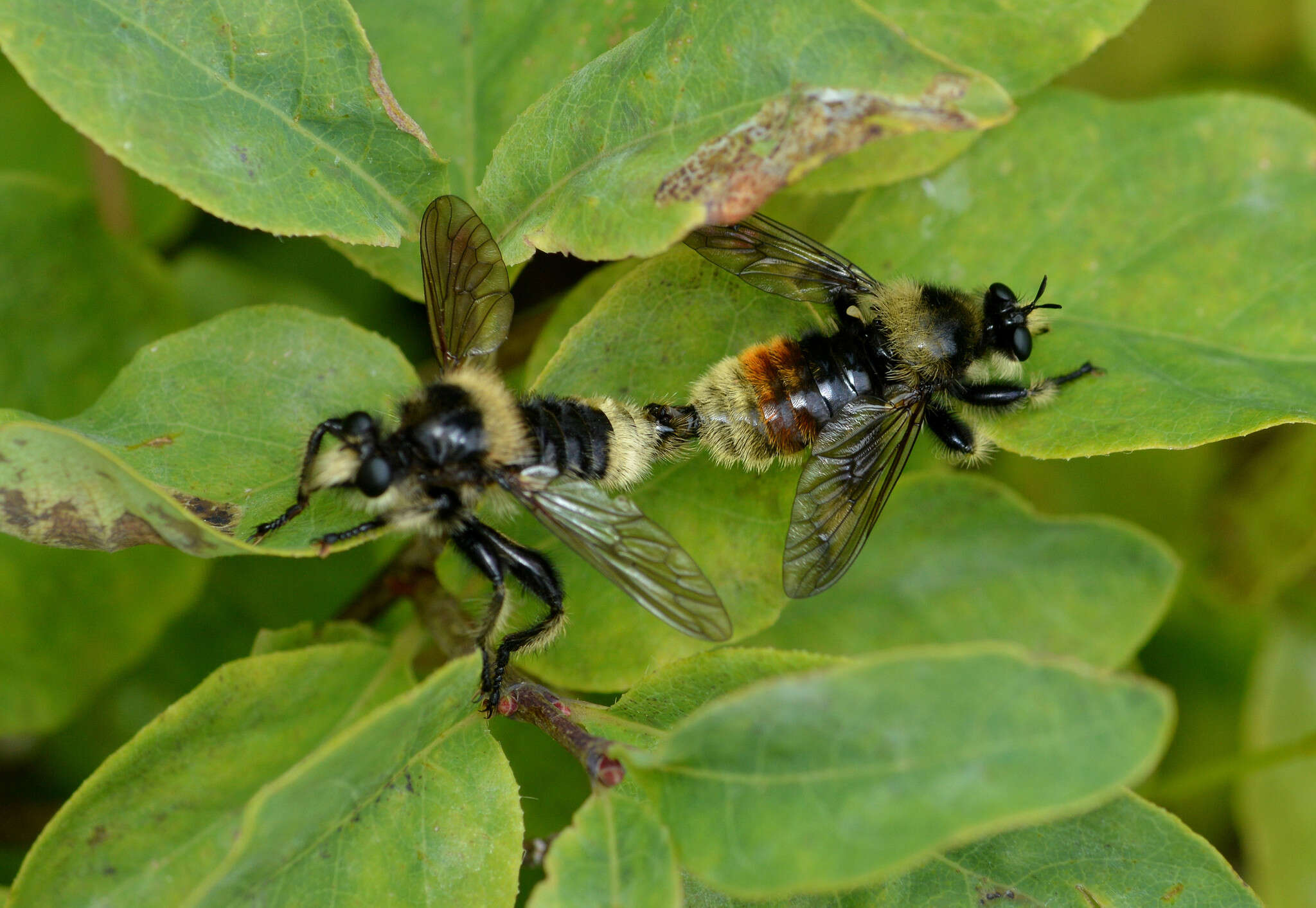 صورة Laphria columbica Walker 1866