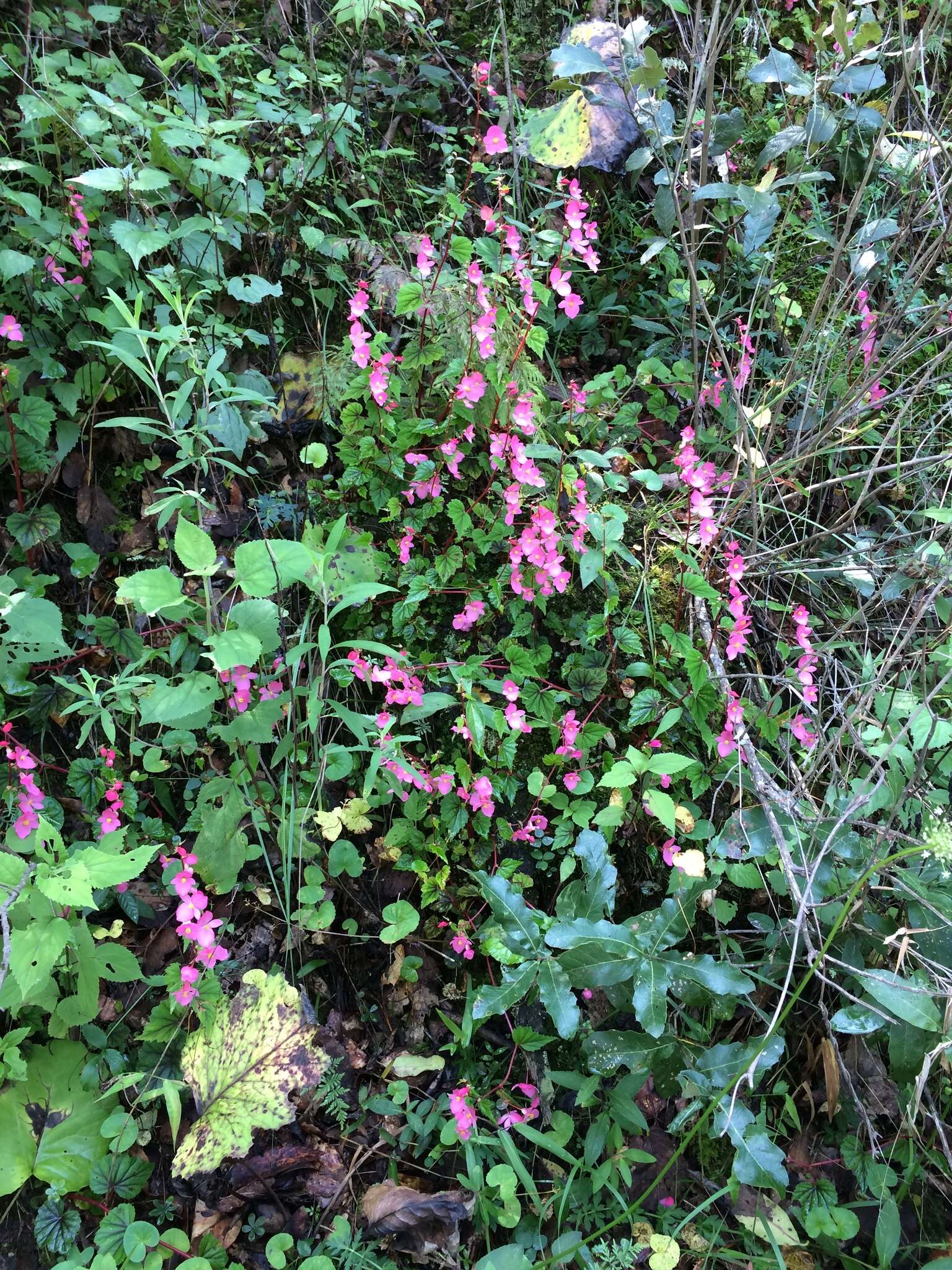 Слика од Begonia gracilis Kunth