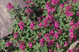 Image of Indigofera amoena Aiton