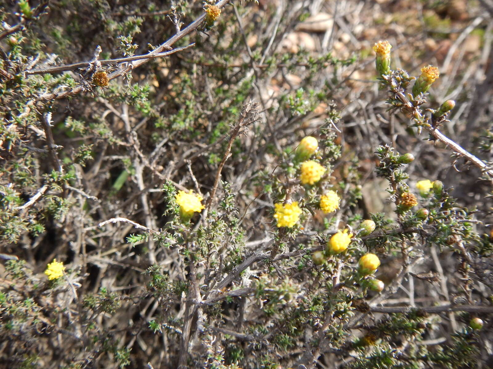 Imagem de Marasmodes spinosa S. Ortiz