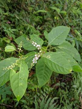 Plancia ëd Deeringia polysperma (Roxb.) Moq.