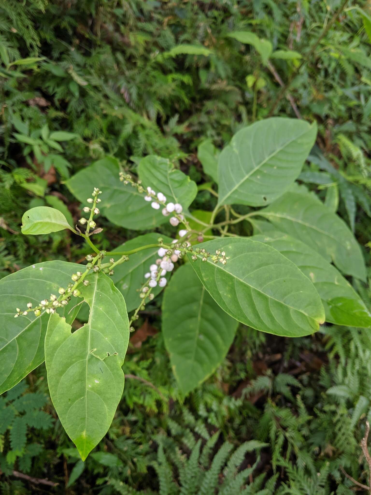 Image of Deeringia polysperma (Roxb.) Moq.