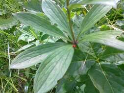 Image of Scarlet lily beetle