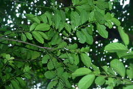 Image de Diospyros maritima Blume