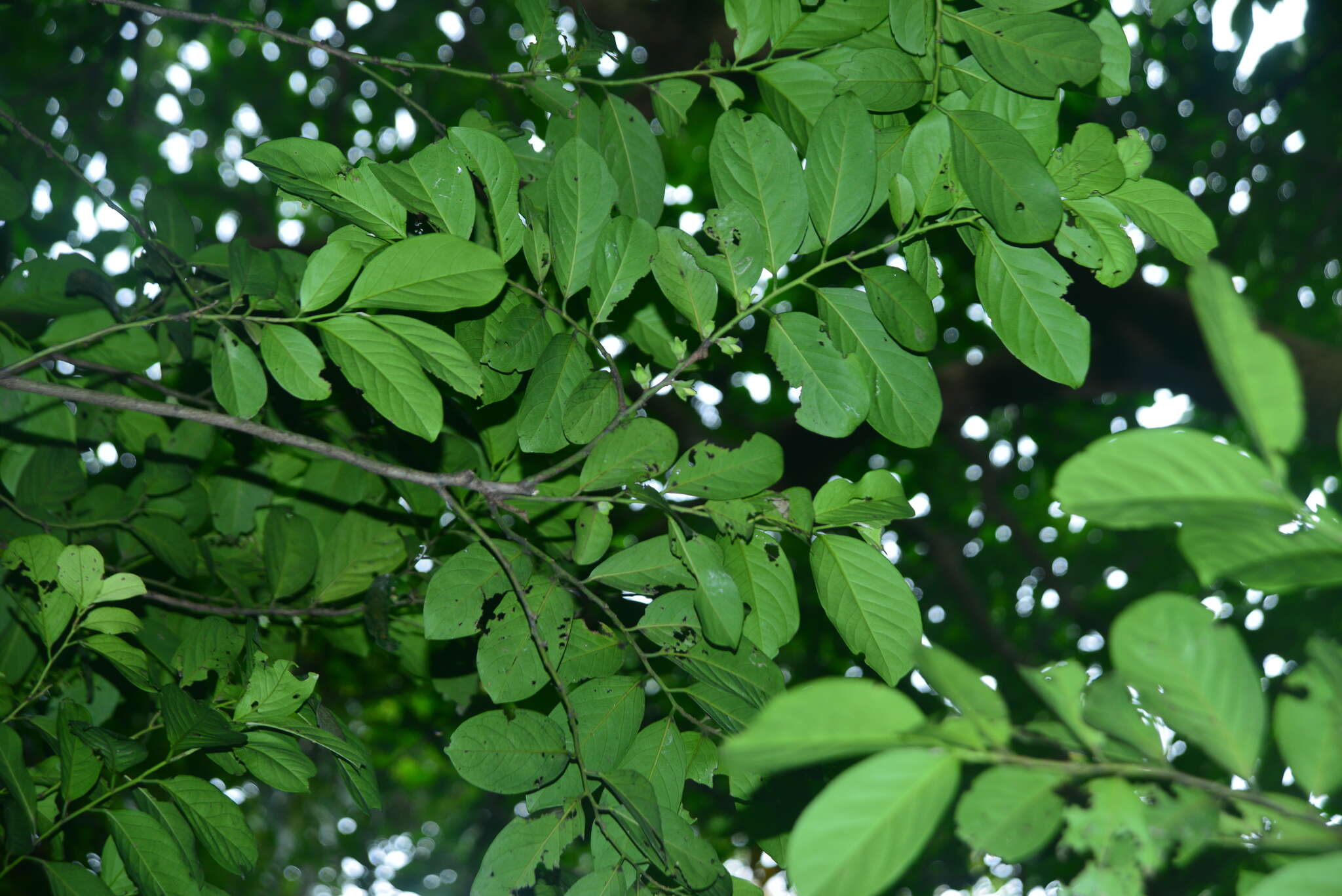 Image of Malaysian persimmon