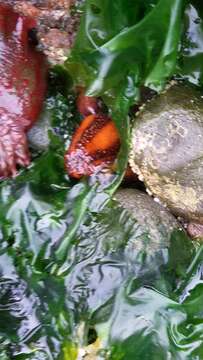 Image of Orange Sea Cucumber