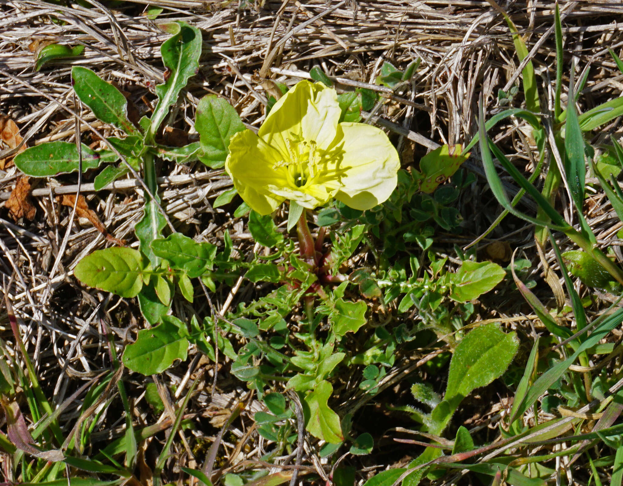 Image of Evening primrose