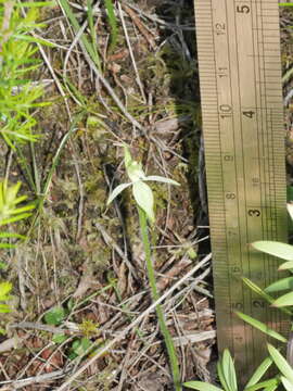 Image of Caladenia nothofageti D. L. Jones, Molloy & M. A. Clem.