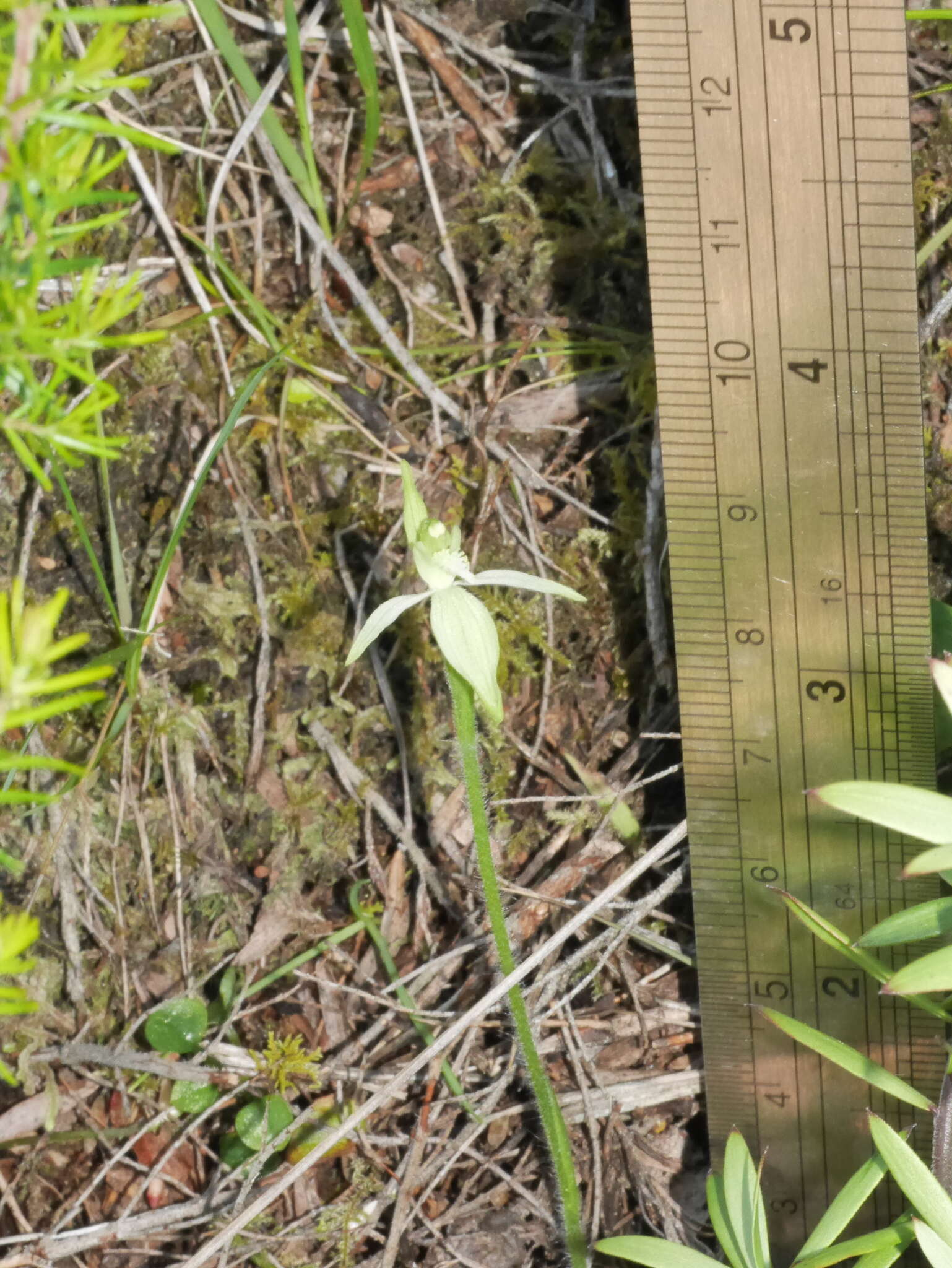 Caladenia nothofageti D. L. Jones, Molloy & M. A. Clem.的圖片