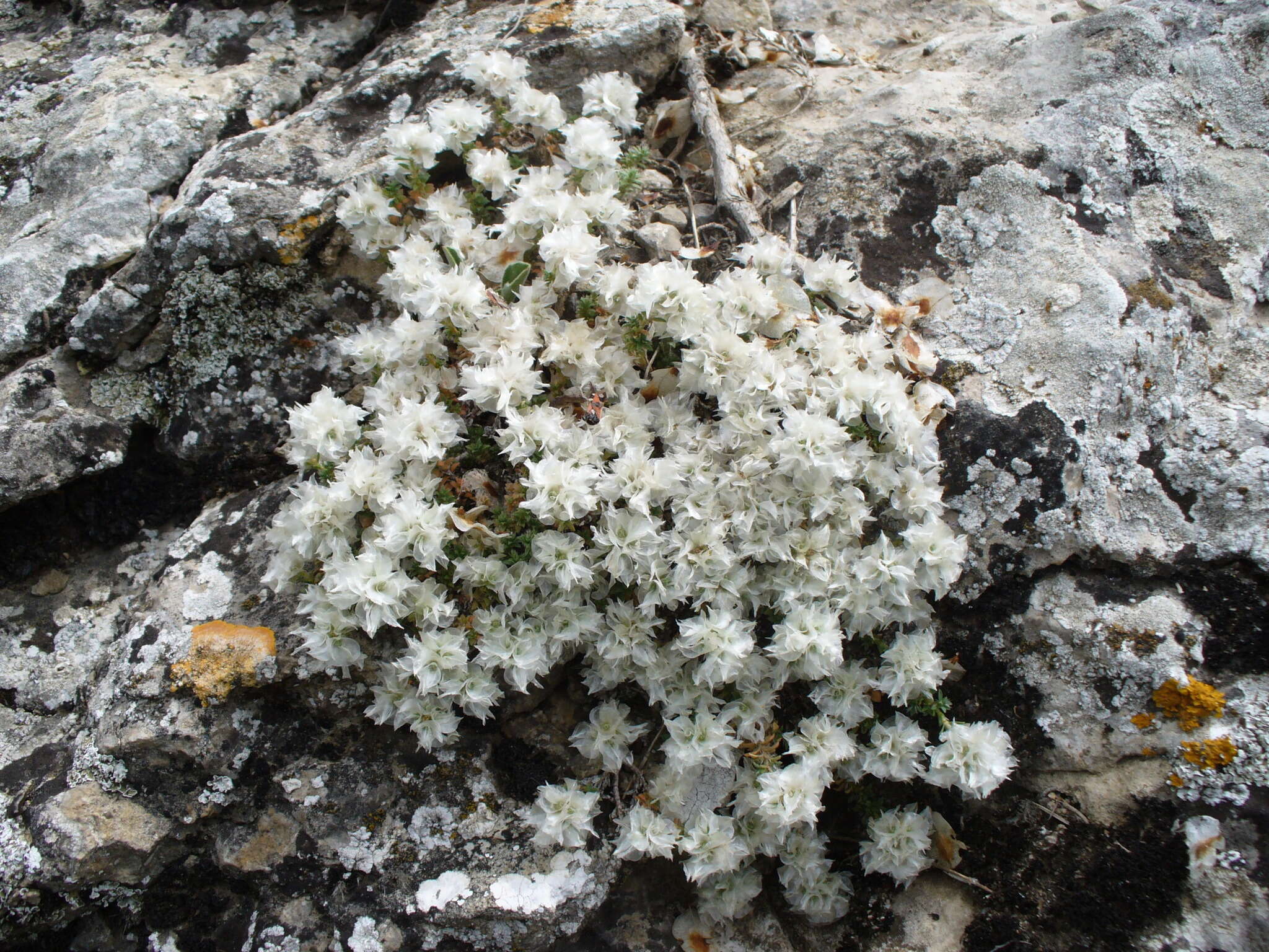 Plancia ëd Paronychia pontica (Borhidi) Chaudhri