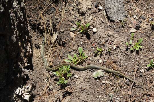 Image of Thamnophis errans H. M. Smith 1942