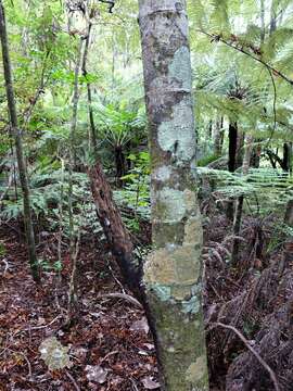 Image of Celery Pine