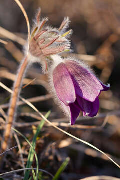 Image of Pulsatilla montana (Hoppe) Rchb.