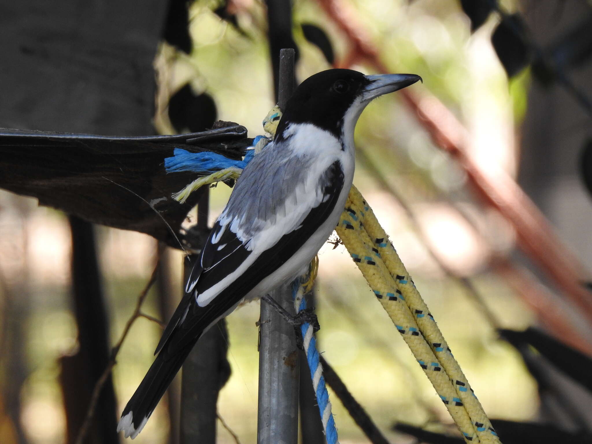 Image of Silver-backed Butcherbird