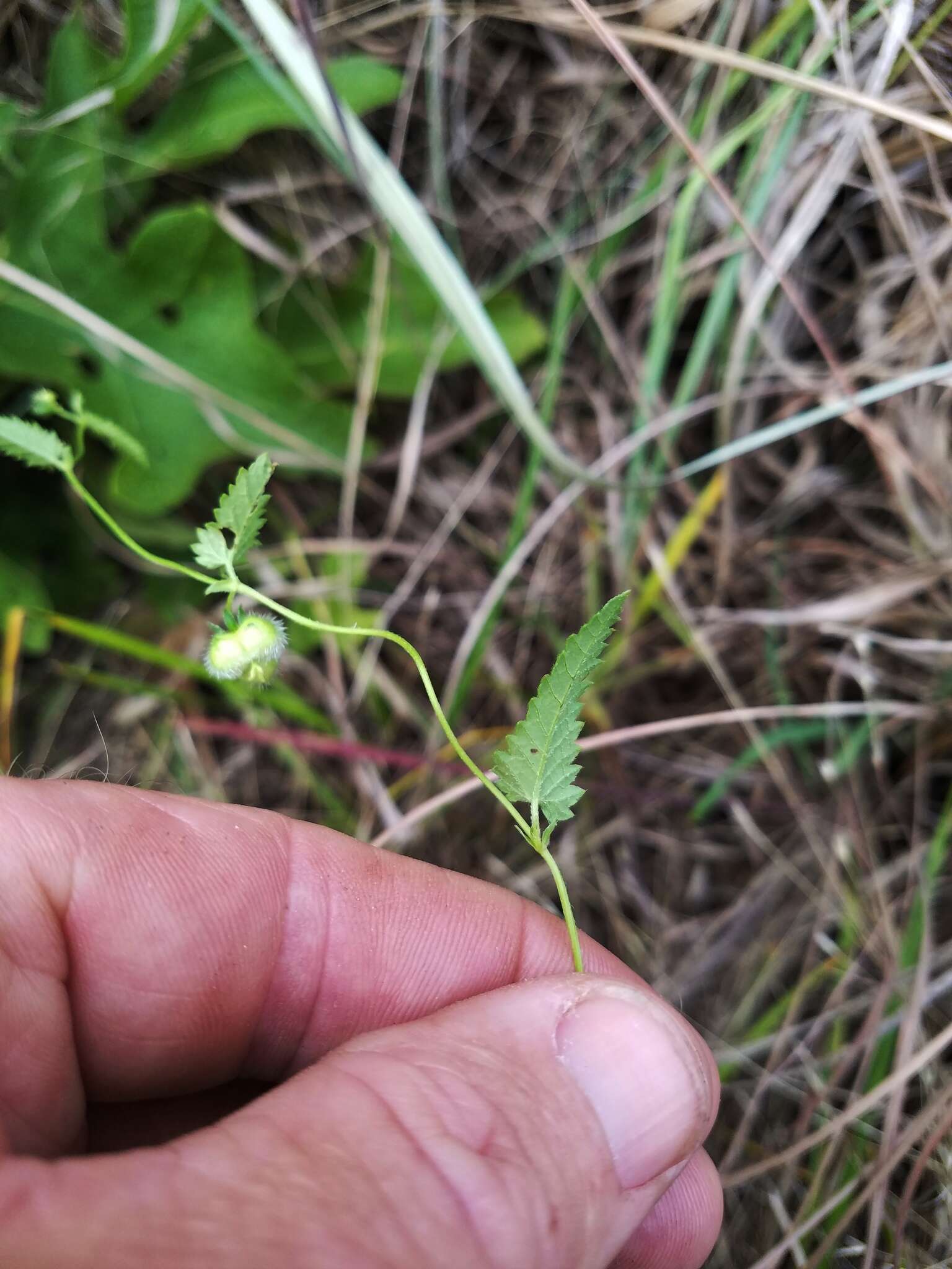 Image de Tragia betonicifolia Nutt.