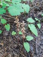 Image of Vreeland's coralroot