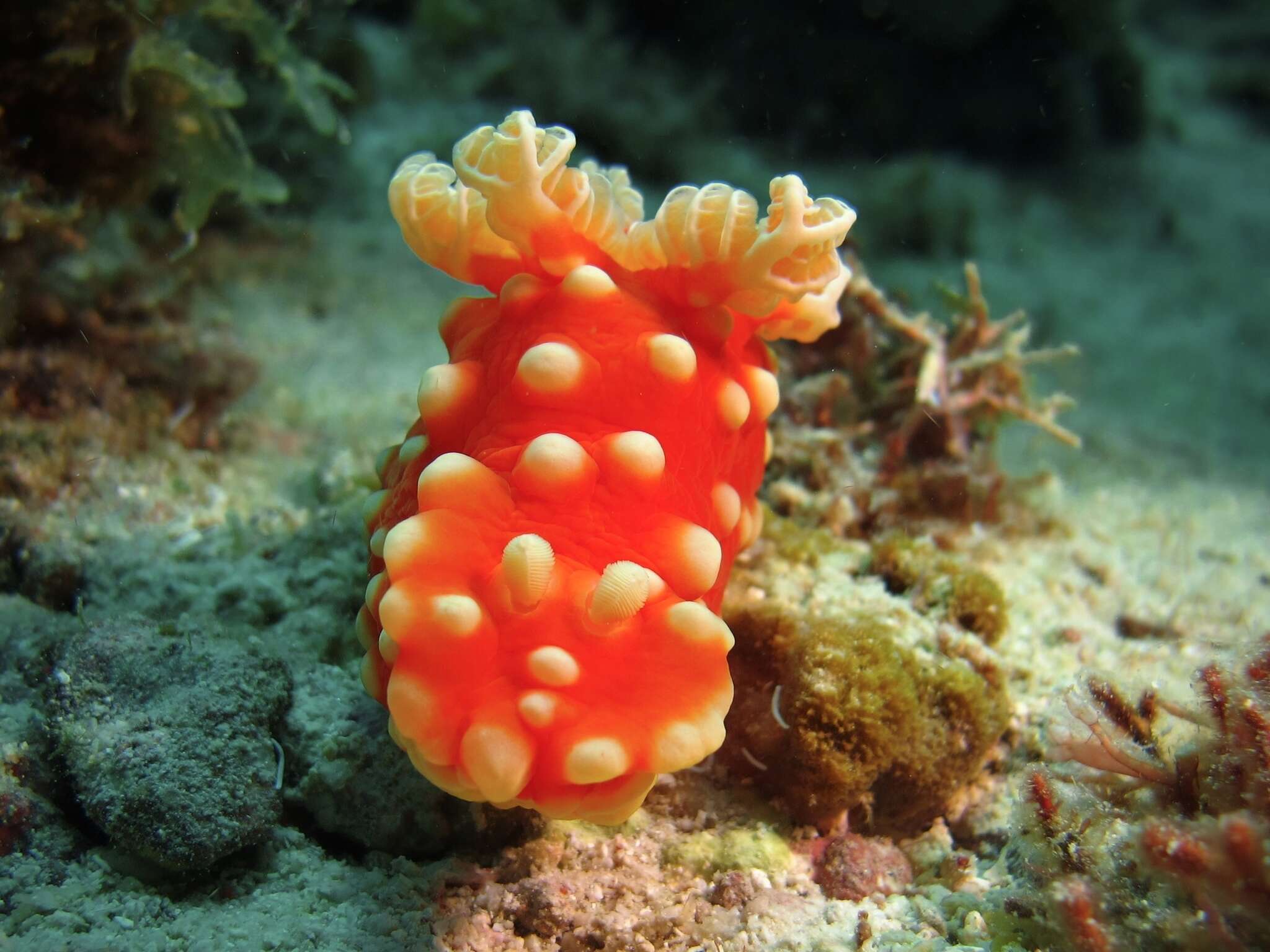 Image of Yellow spot fat red slug