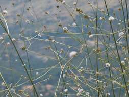 Image of Cephalaria joppensis (Rchb.) Coult.