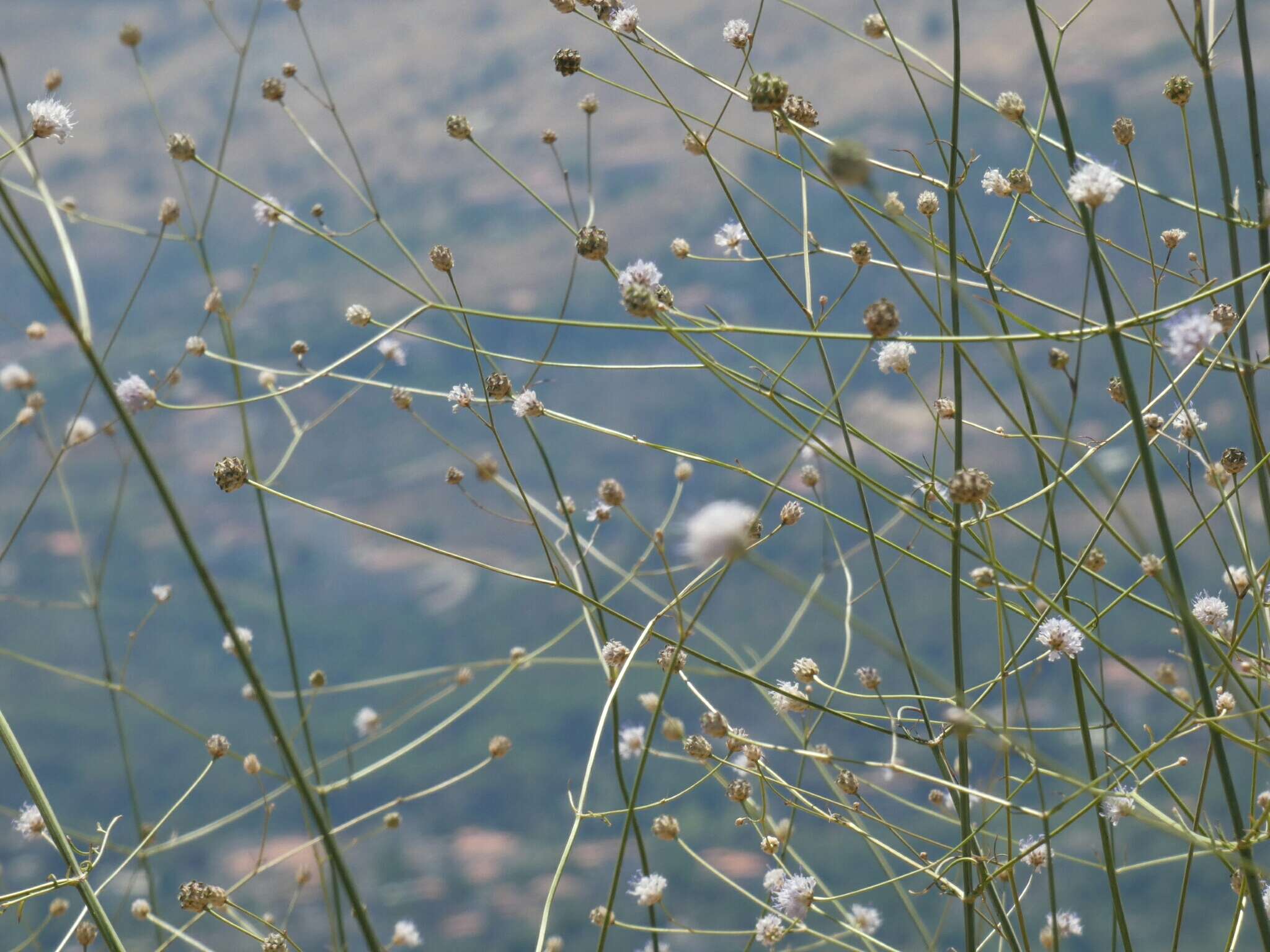 Imagem de Cephalaria joppensis (Rchb.) Coult.