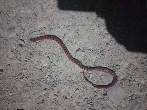 Image of Bock's Ground Snake