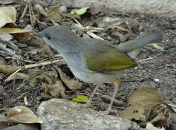 <i>Camaroptera brachyura sharpei</i>的圖片