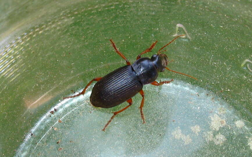 Image of Ground beetle