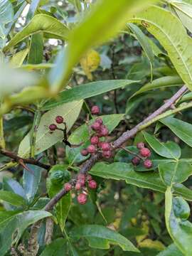 Image of Zanthoxylum armatum DC.