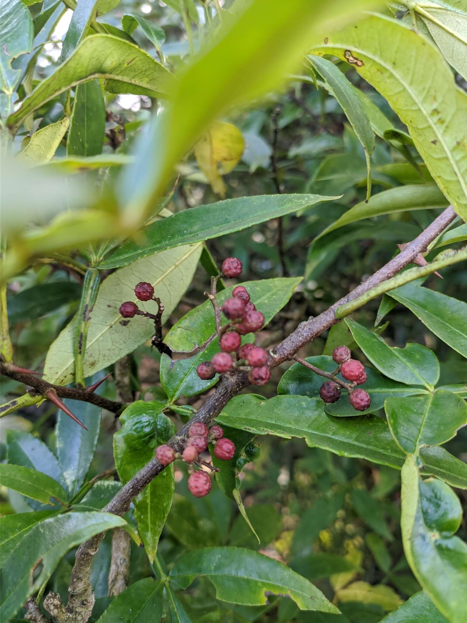 Plancia ëd Zanthoxylum armatum DC.