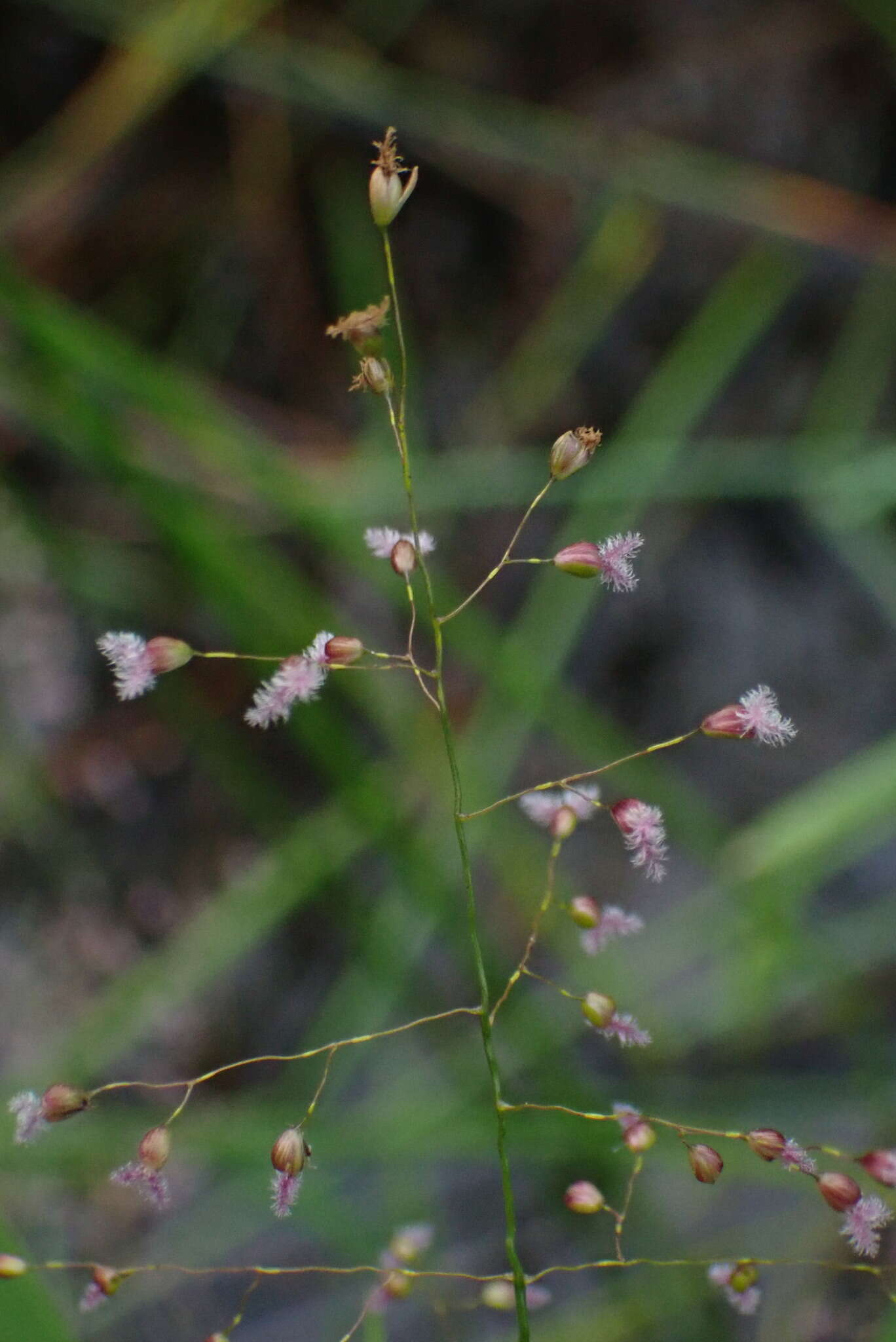 Image of Swamp Millet