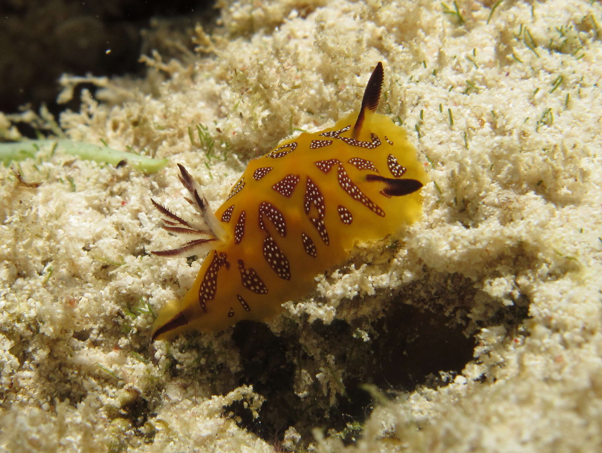 Image of Halgerda indotessellata Tibiriçá, Pola & Cervera 2018