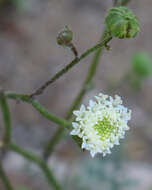 Image of white pincushion