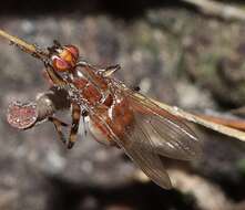 Image of Tapeigaster annulipes Macquart 1847