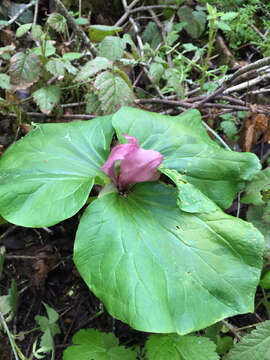 Imagem de Trillium chloropetalum (Torr.) Howell