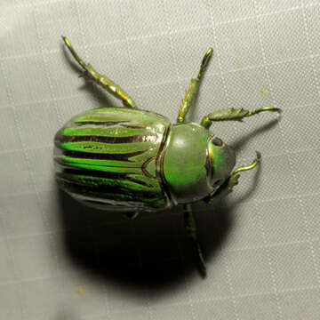 Image of Glorious Scarab