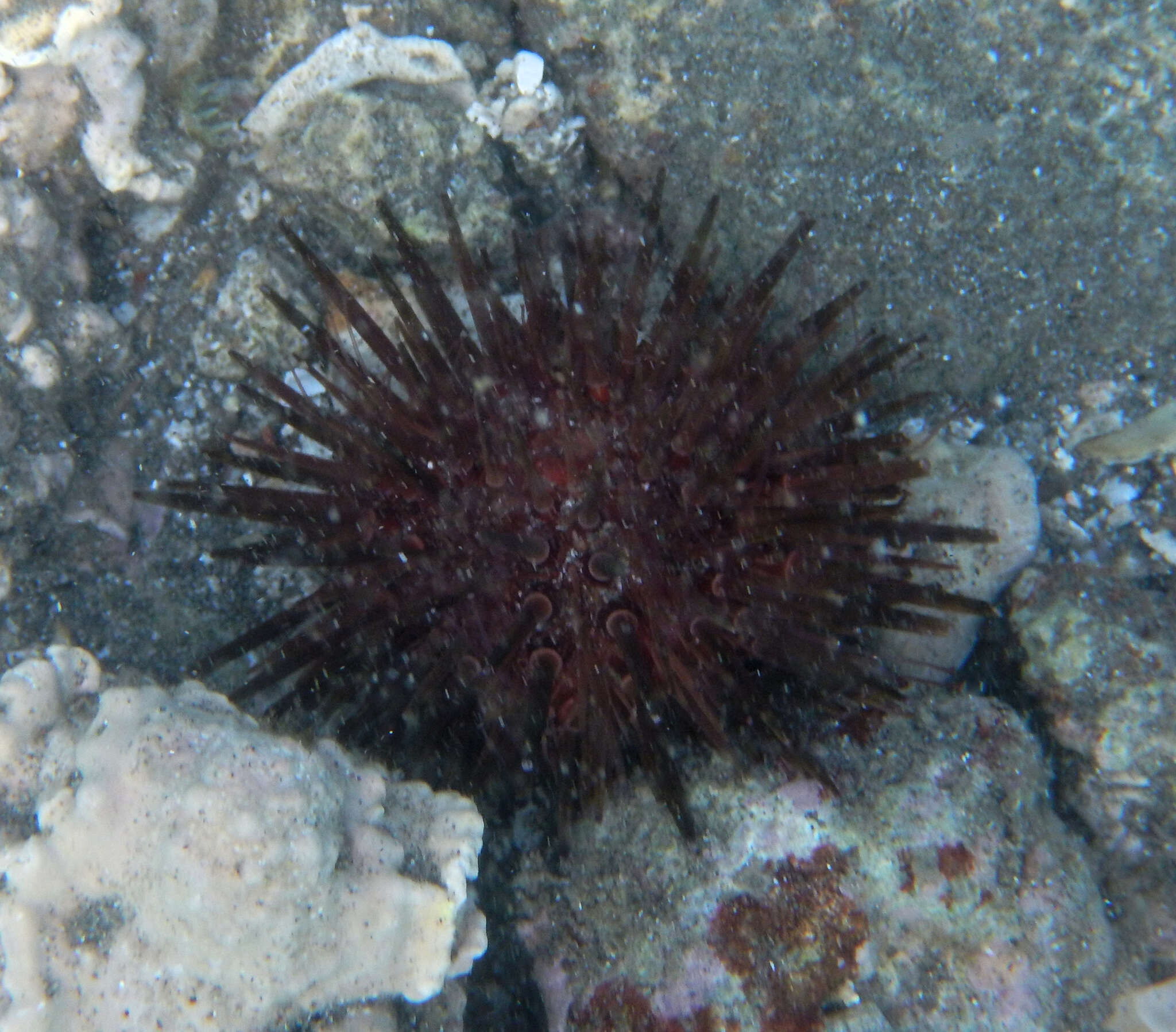 Image of reef urchin