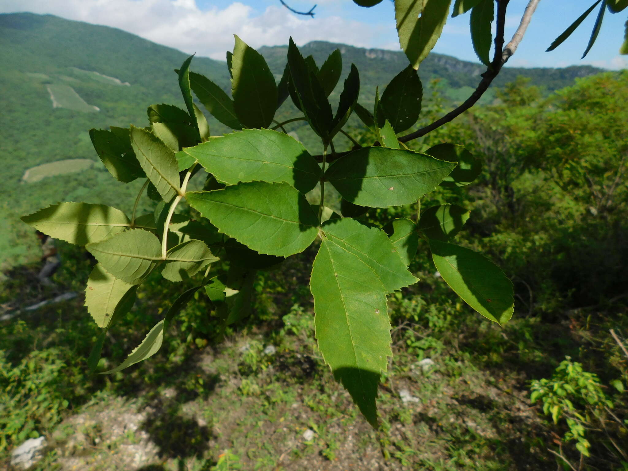 Image of Fraxinus purpusii Brandegee