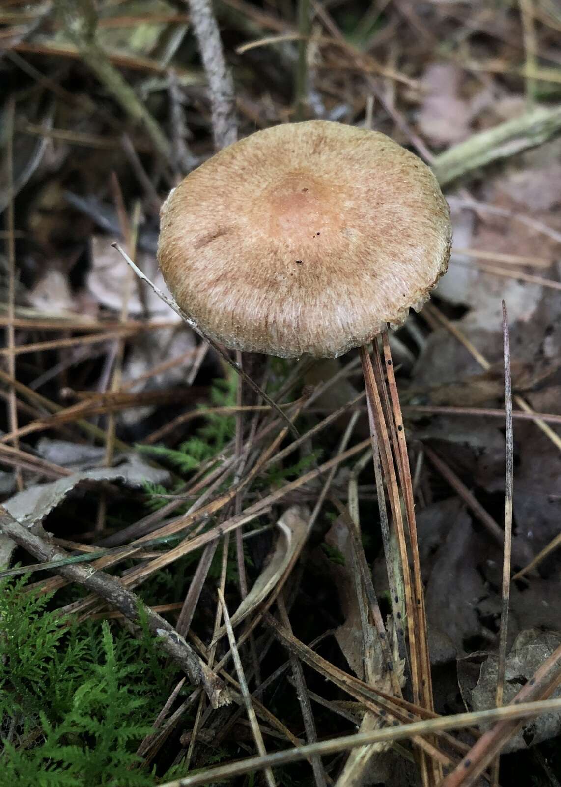 Image of Inocybe flocculosa Sacc. 1887